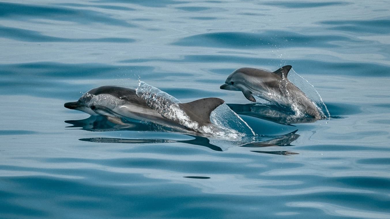 dolphin trip site