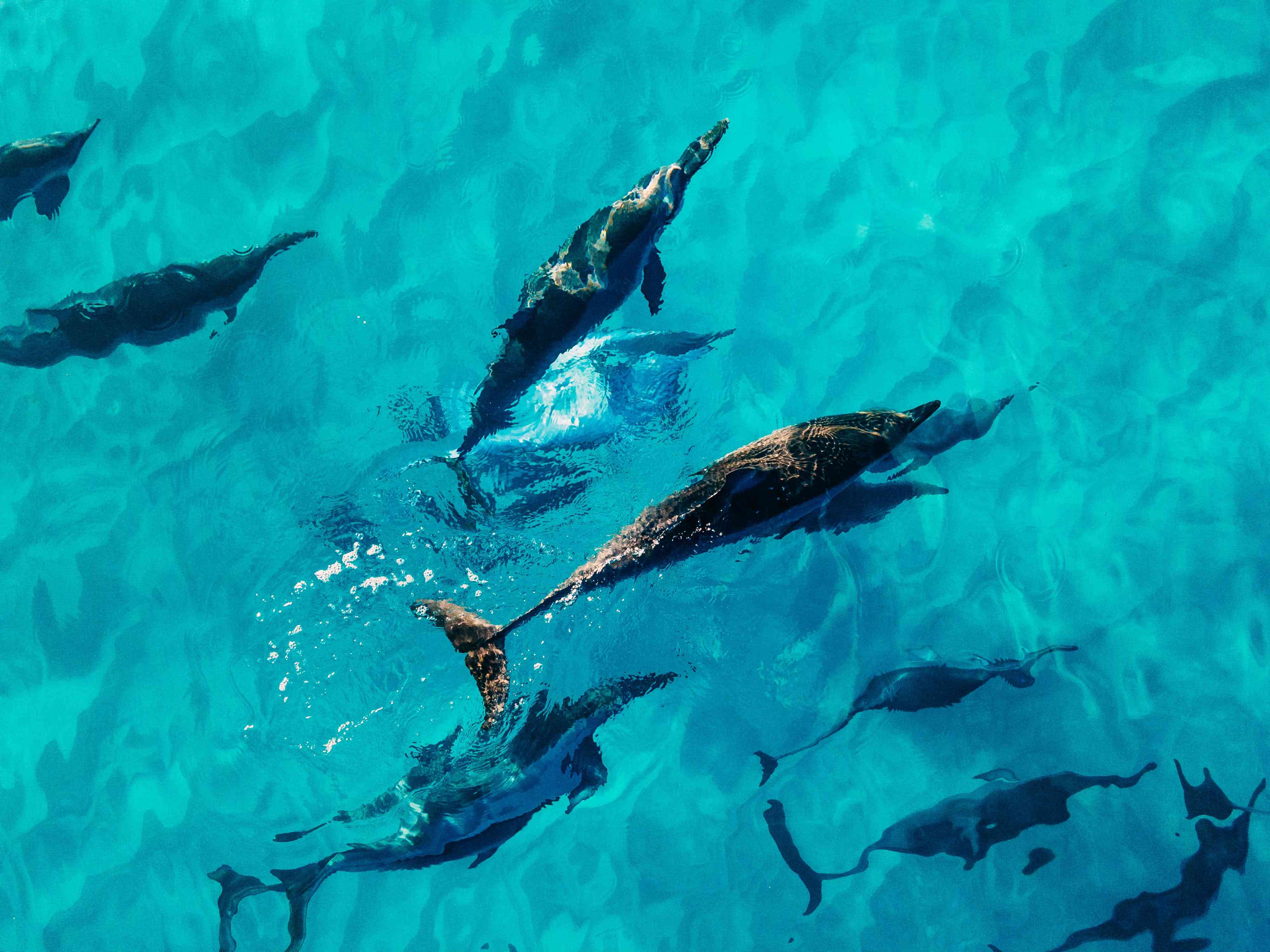 Dolphins
